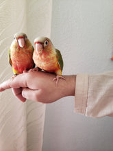 Load image into Gallery viewer, Pineapple Conure
