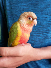 Load image into Gallery viewer, Pineapple Conure
