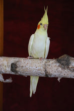 Load image into Gallery viewer, Cockatiels
