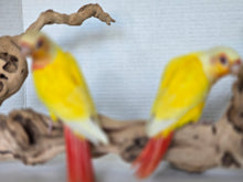 Load image into Gallery viewer, Lutino Greencheek (VERY RARE)
