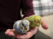 Load image into Gallery viewer, Budgie (Parakeet)
