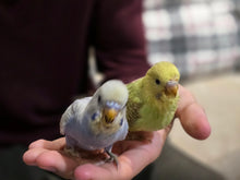 Load image into Gallery viewer, Budgie (Parakeet)
