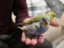 Load image into Gallery viewer, Budgie (Parakeet)
