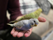 Load image into Gallery viewer, Budgie (Parakeet)
