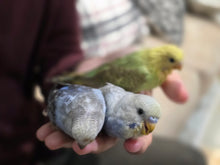 Load image into Gallery viewer, Budgie (Parakeet)
