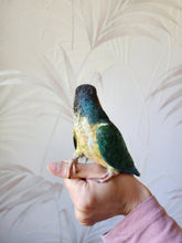 Load image into Gallery viewer, Turquoise Yellowsided Conure
