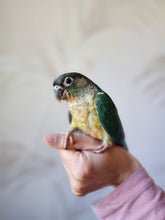 Load image into Gallery viewer, Turquoise Yellowsided Conure
