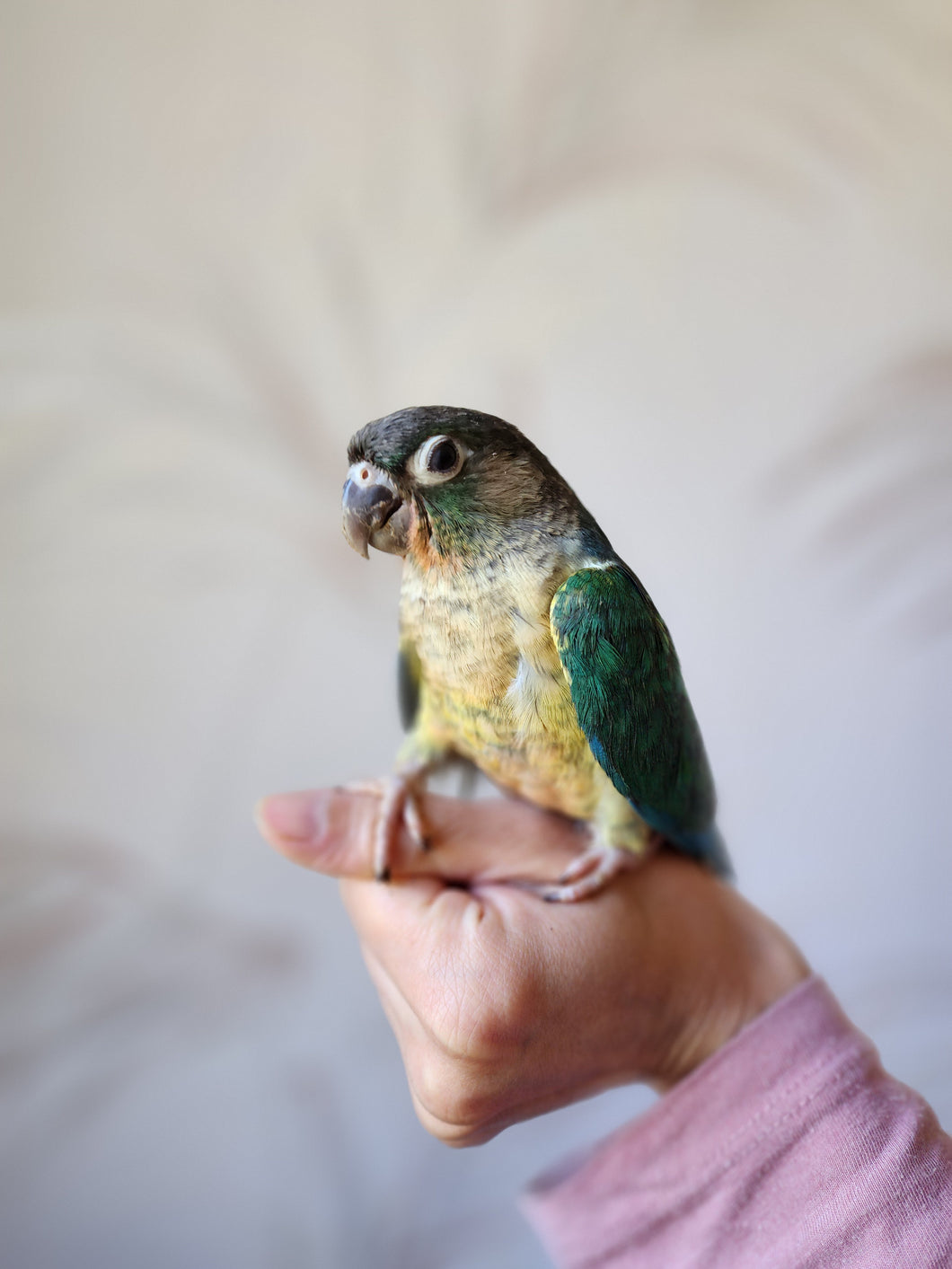 Turquoise Yellowsided Conure