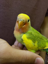 Load image into Gallery viewer, Peach-Faced Lovebirds

