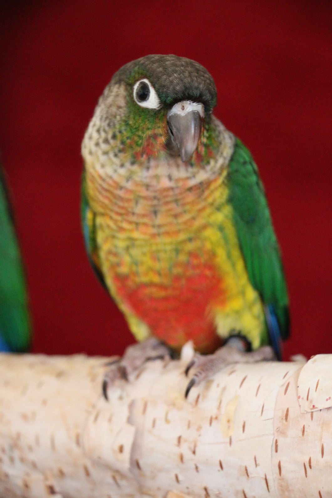 Single Factor Violet Yellowsided Conure